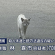 Illustration for article titled Japanese Cats that Look Like Yakuza Are Frighteningly Cute